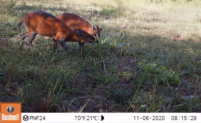 Camera trap image of red-flanked duikers in Faro National Park