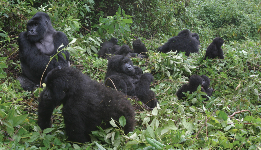 Mountain gorillas