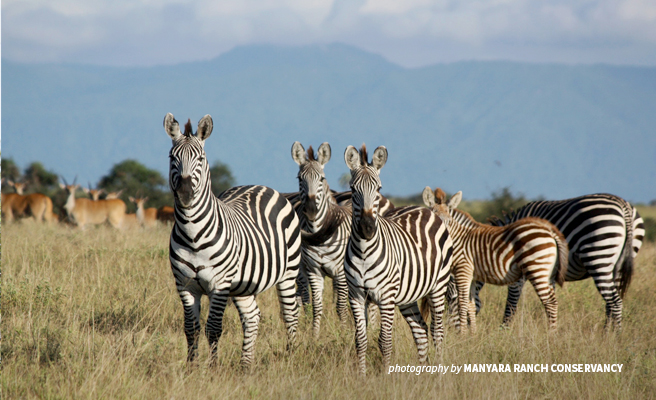 Wildlife Conservation Manyara Ranch