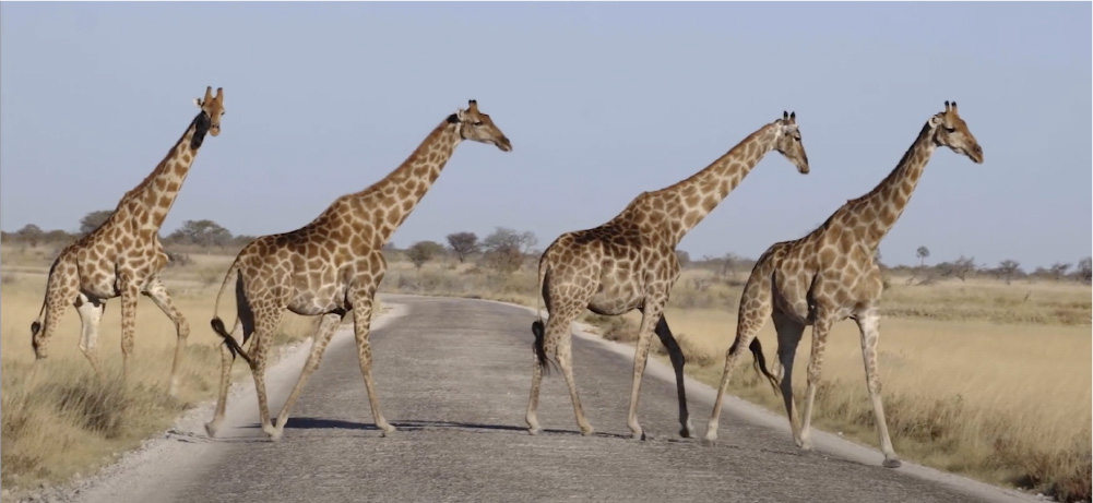 Giraffes on road