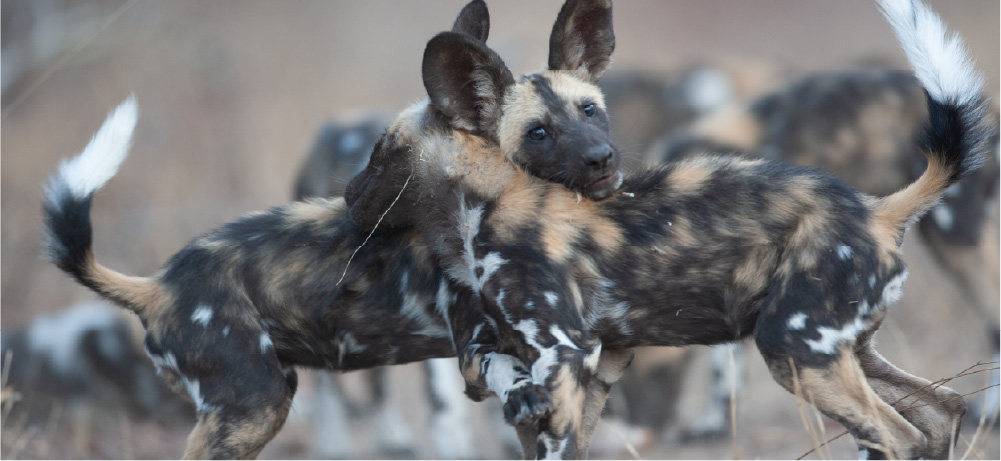 African Wild Dogs