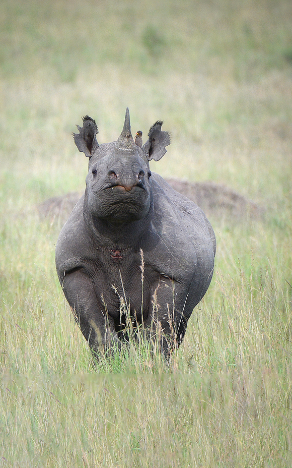 Photo of lone black rhino standing in grass