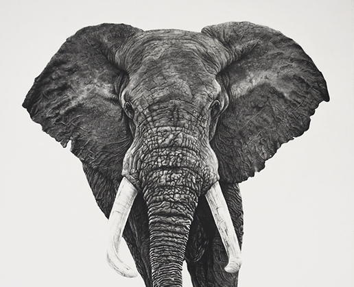 Drawing of an elephant by artist Violet Aster