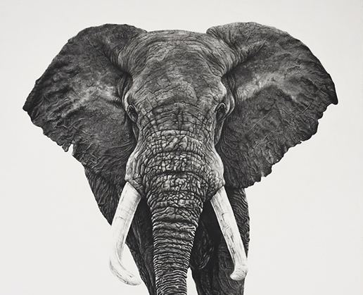 Elephant  African Wildlife Foundation