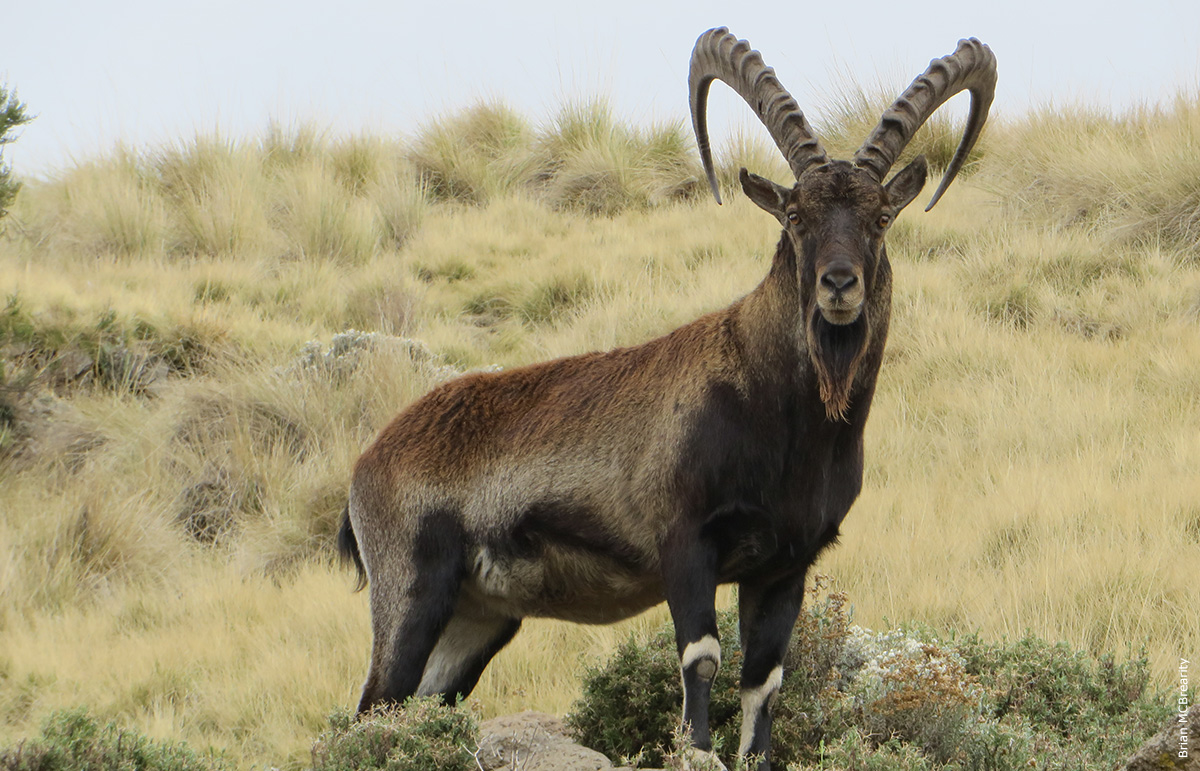 Résultat de recherche d'images pour "la Walia ibex"