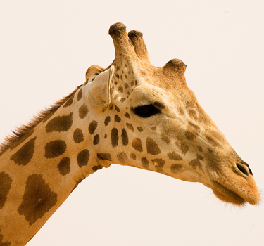 West African Giraffe Etotépé_Sogbohossou