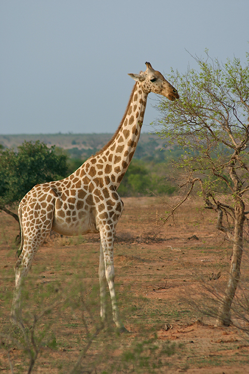 West African Giraffe John Butler West African Giraffe John Butler