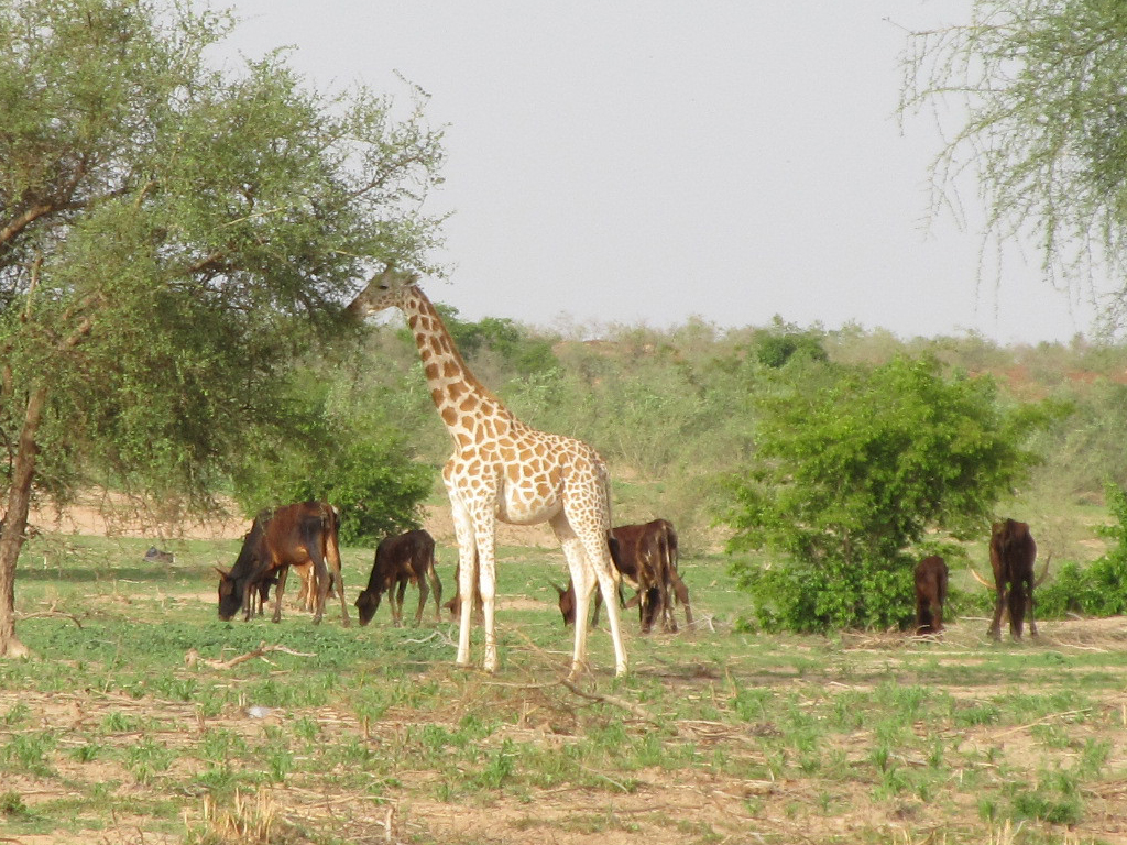 West African Giraffe Etotepe Sogbohossou West African Giraffe Etotepe Sogbohossou