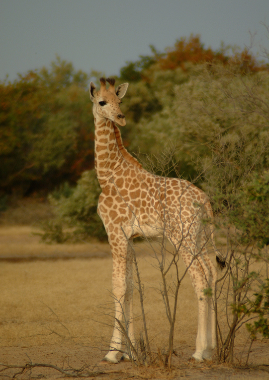West African Giraffe Julian Fennessey West African Giraffe Julian Fennessey