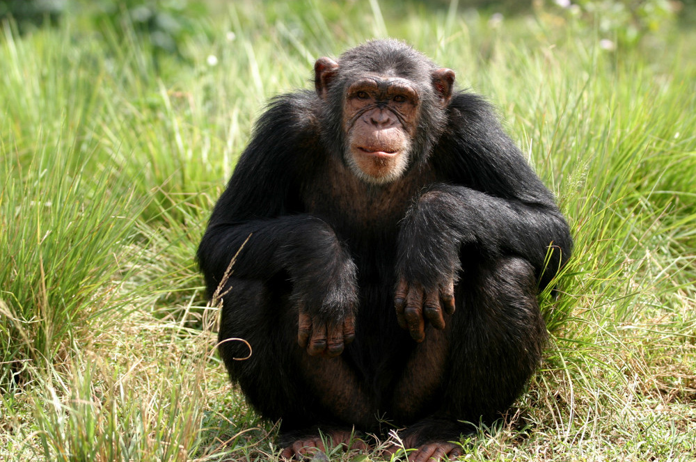 Image result for chimpanzees