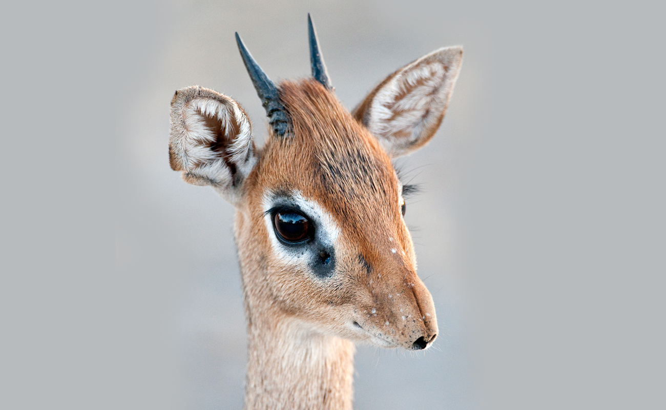 Dik Dik