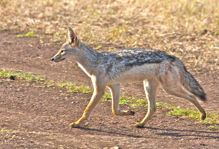 jackal african wildlife foundation jackal size