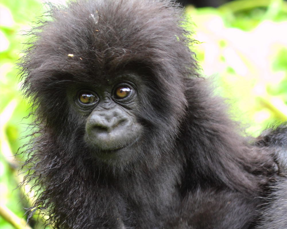 Mountain Gorilla Craig R Sholley Mountain Gorilla Craig R Sholley