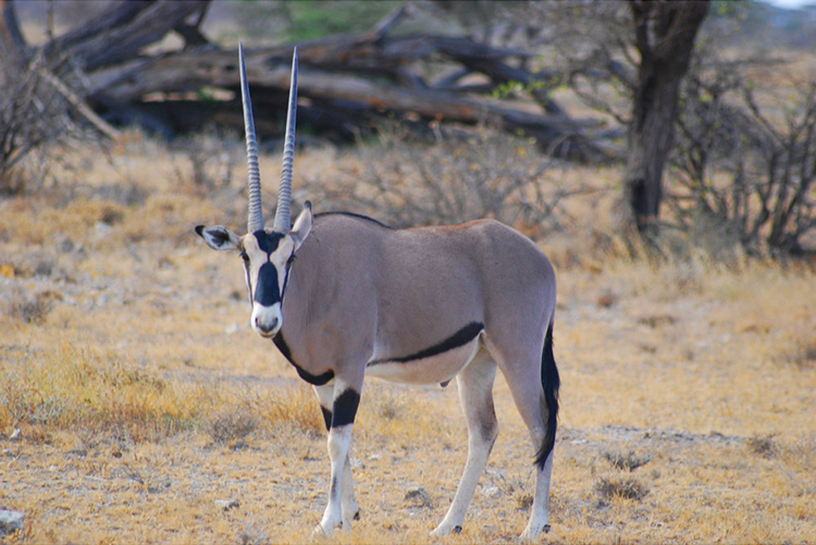 Resultat d'imatges de oryx