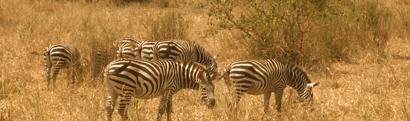 Спаривание зебр