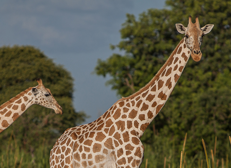 West African Giraffe Conservation West African Giraffe Conservation