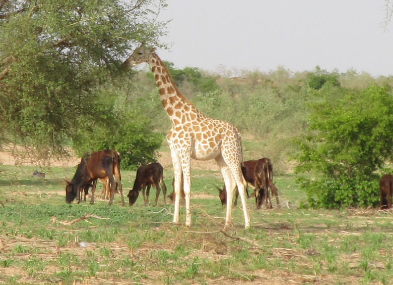 West African Giraffe Conservation West African Giraffe Conservation
