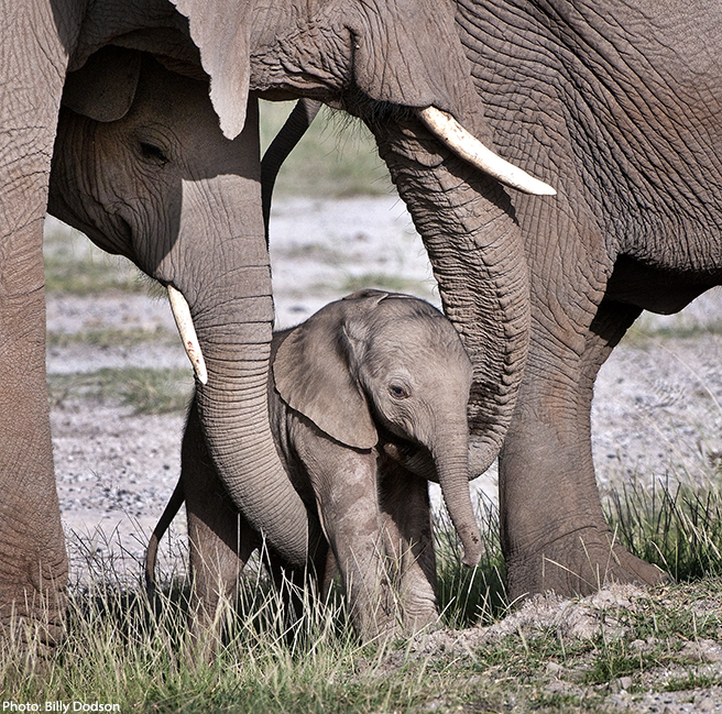 Tiny baby being cradled by mother and aunt at Amboseli.