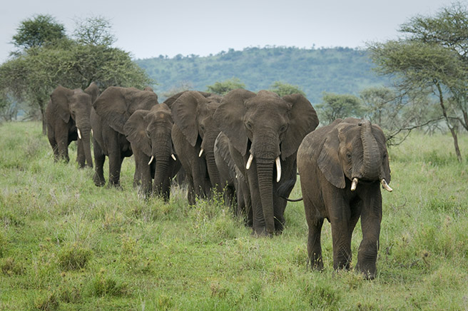 African elephants marching across the savanna