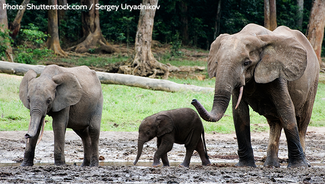  Despite years of heavy poaching, Bili-Uele has a very important population of forest elephants.