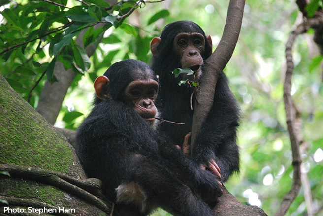  It was recently discovered that Bili-Uele harbours the largest population of eastern chimpanzees. 