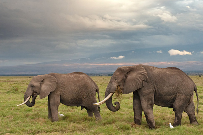 Kenya&#039;s elephants travel through Amboseli as they move between parks. Photo by: Billy Dodson