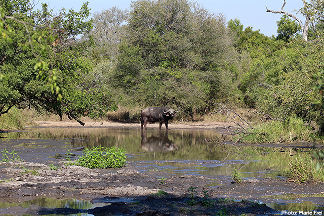 A buffalo wallowing in the mud