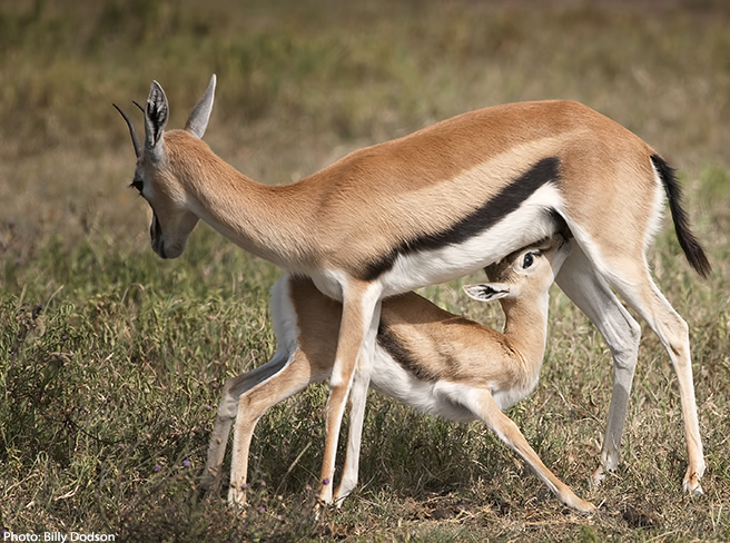 Young Thomson&#039;s Gazelle suckling hard at Ngorongoro Crater