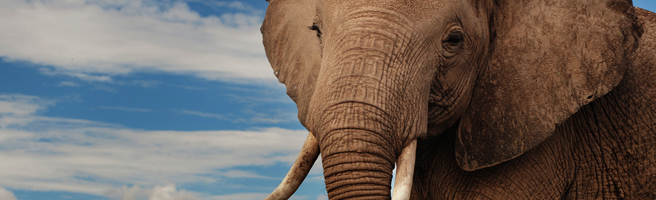 Elephant  African Wildlife Foundation
