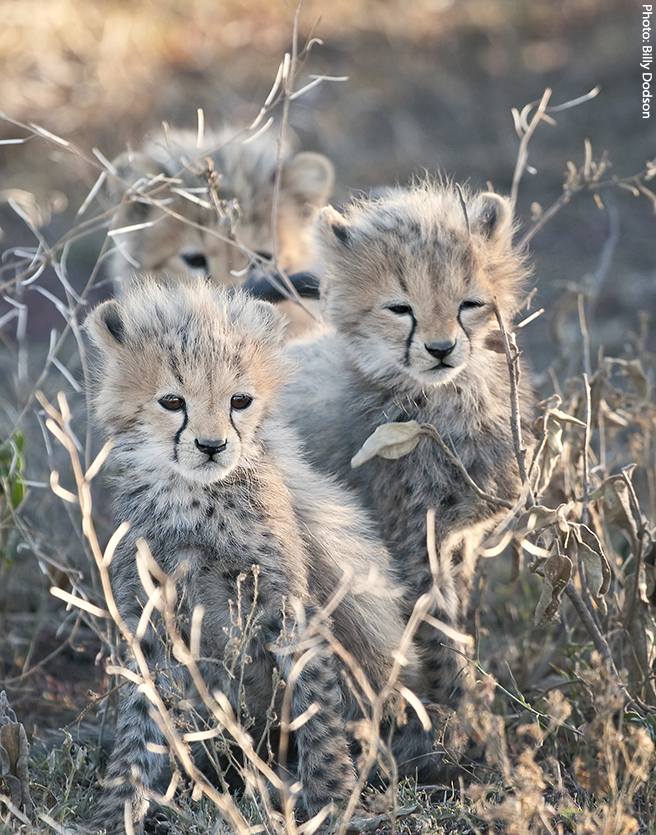 Three Cheetah Babies at Ndutu in the southern Serengeti