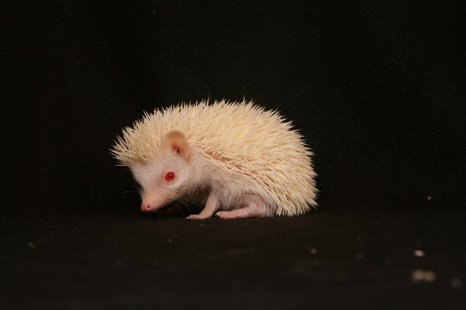 African albino hedgehog. Photo by Denis Carl