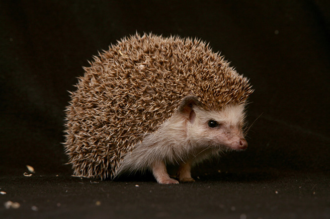 African hedgehog. Photo by: Denis Carl