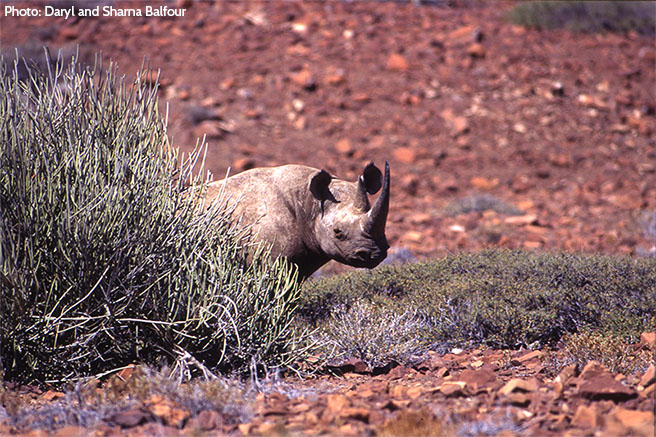 Protecting Namibia&#039;s Desert-Adapted Rhino