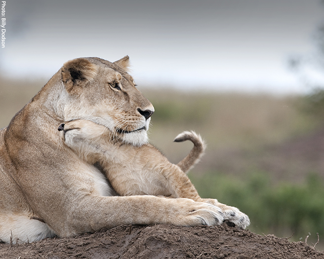 Lioness cuddling cub in the Maasai Mara