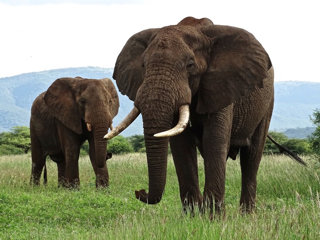 Elephant bulls at Manyara Ranch in Tanzania