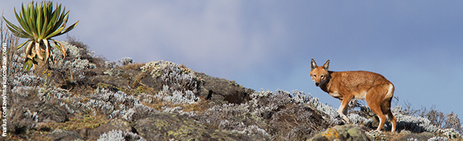 Ethiopian wolf