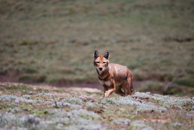 Ethiopian wolf by Chris Gordon