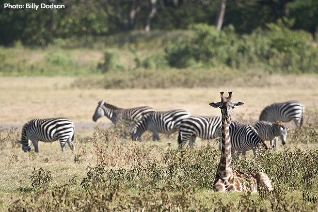 What FOCAC means for Africa’s wildlife