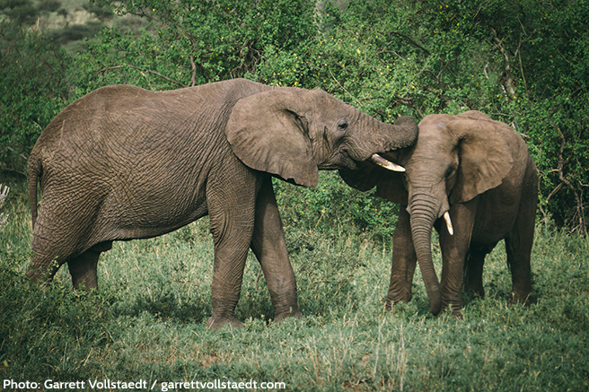 The Frontline Warriors of Wildlife Trafficking