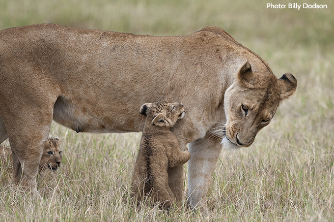 Giving Directly to Wildlife Projects Feels as Good as Getting Hugged by this Little Cub