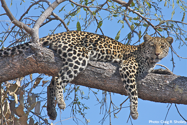 You Can Help This Lounging Leopard Just By Lounging on the Internet