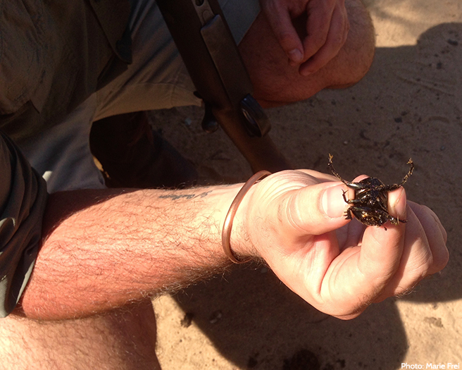 A dung beetle found rolling a ball of dung double its size