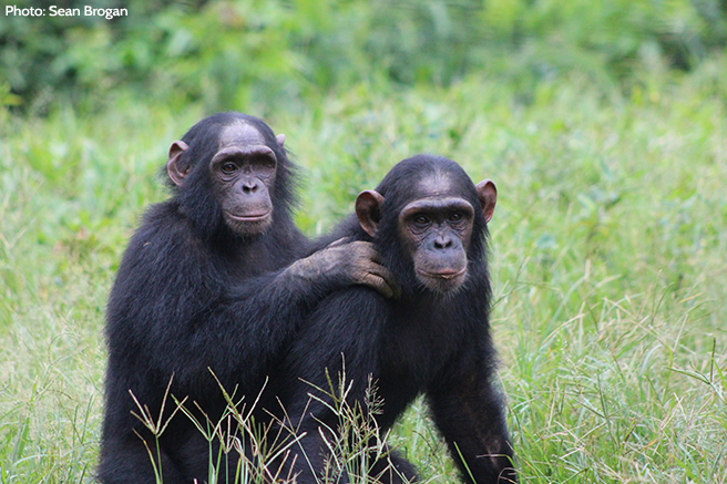 Tracking Chimps in Dindefelo
