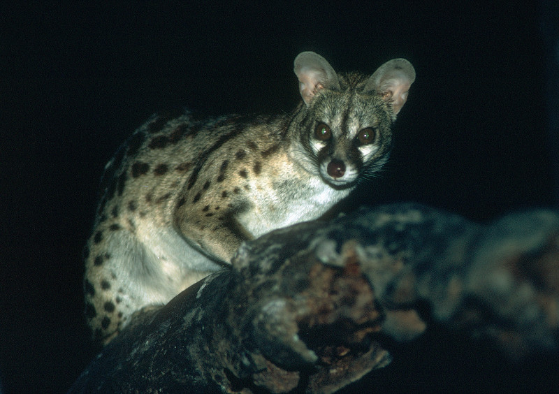 Genet 