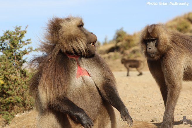 Monkeys and Wolves Make a Last Stand Together 