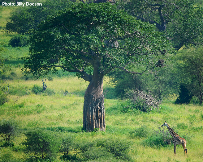 Safeguarding the Space Wildlife Needs