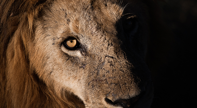 After Cecil: Keeping the Momentum Going