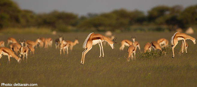 A Gazelle Jumps for Joy Over the Help Your Smart Purchases Give Wildlife