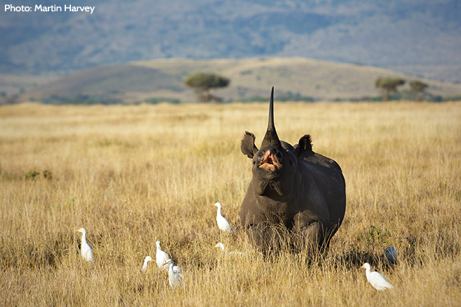 A Rhino Spreading the Word Across the Savanna 