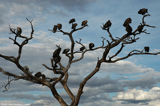 A Looming Crisis as Vulture Population Crashes